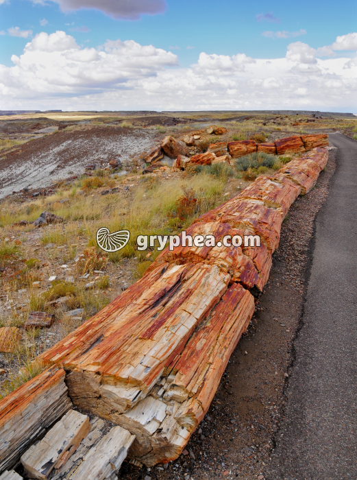 Tronc pétrifié (Petrified forest, AZ) - gryphea.org